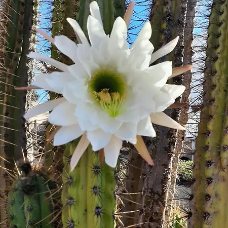 Loft La Tahonilla Tías