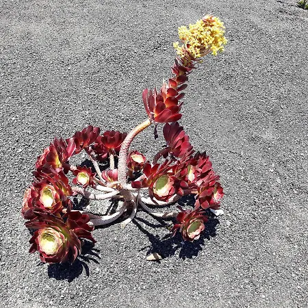 Loft La Tahonilla Kır Evi